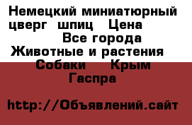 Немецкий миниатюрный(цверг) шпиц › Цена ­ 50 000 - Все города Животные и растения » Собаки   . Крым,Гаспра